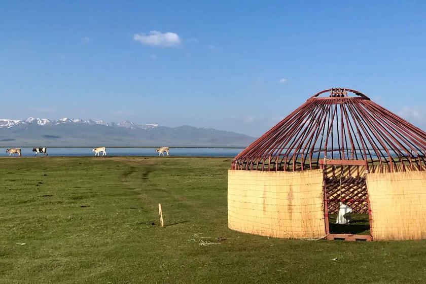 Yurt with cows grazing in the background